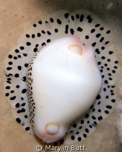 cowrie in a sponge by Marylin Batt 